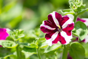 Colorful petunias closeup on a green meadow