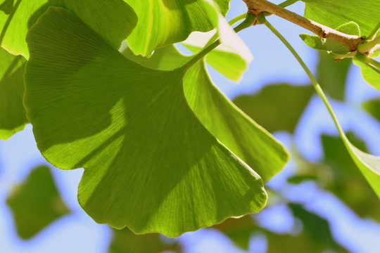 Ginkgo leaves
