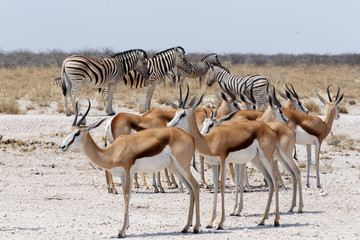 Obraz na płótnie Canvas herd of springbok and zebra in Etosha