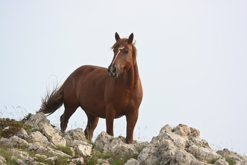 cavallo al pascolo in montagna