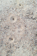 Sand pit trap of an antlion larva.