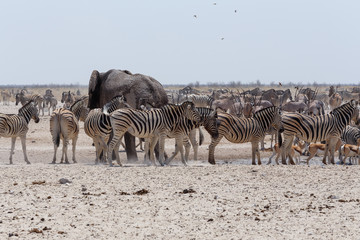 Obraz na płótnie Canvas crowded waterhole with Elephants, zebras, springbok and orix