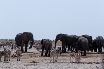 crowded waterhole with Elephants, zebras, springbok and orix