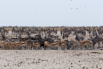 Fototapeta na wymiar crowded waterhole with Elephants, zebras, springbok and orix