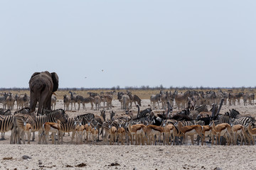 Fototapeta na wymiar crowded waterhole with Elephants, zebras, springbok and orix