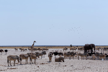 crowded waterhole with Elephants, zebras, springbok and orix