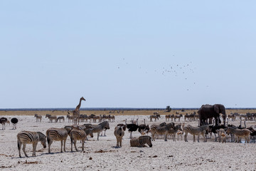 Fototapeta na wymiar crowded waterhole with Elephants, zebras, springbok and orix