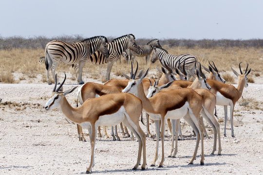 herd of springbok and zebra in Etosha