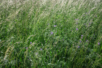 Gras Wiese