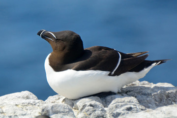 Razorbill, Farne Islands Nature Reserve, England