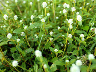Fototapeta na wymiar little white flora with green glass