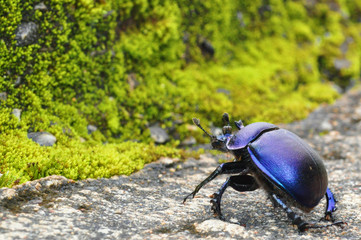 black beetle steal through broom forest moss