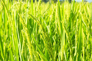 green rice field