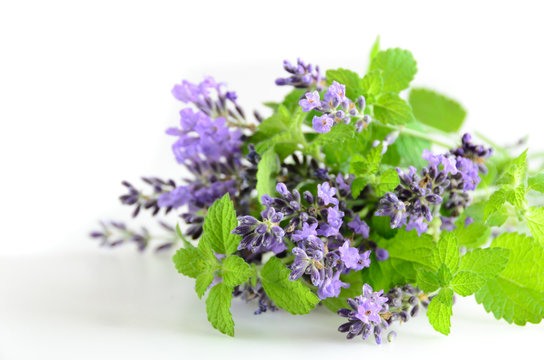 Fototapeta lavender and mint on white background
