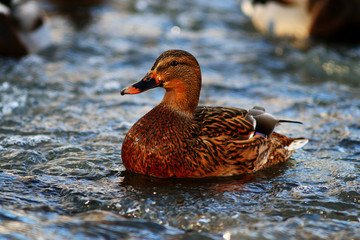 landscape wildlife duck drakes