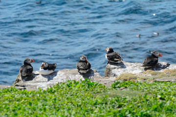 Fototapeta premium Atlantic puffins, Farne Islands Nature Reserve, England