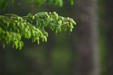 Young sprout of spruce