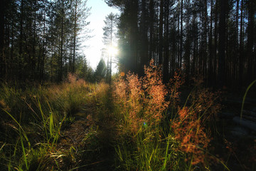 forest landscape in summer europe pine