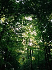 Fototapeta premium green forest