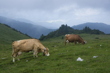 Fototapeta na wymiar Cows grazing on Velika planina, Slovenia