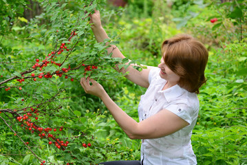 Woman harvests cherries in a  garden