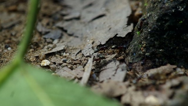 rack focus of black ants are walking in the dried leaf and the green leaf