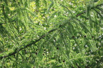 Macro shot of green grass trees