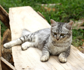 Fototapeta na wymiar gray cat rest