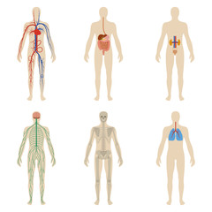 Set human organs and systems of the body vitality