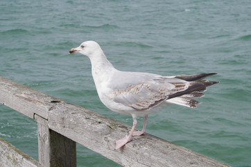 Möwe - Ostsee