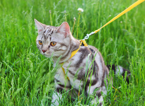 American Shorthair cat