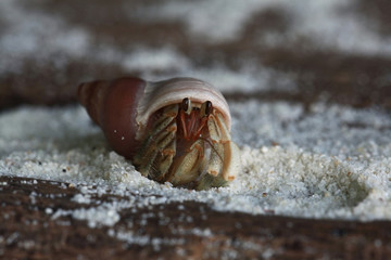 crab on sand beach coast