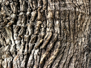 texture wood line
