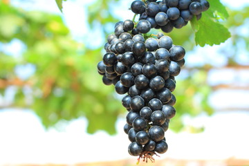  grapes on vine sunset time