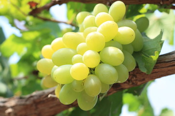 Green grapes on vine sunset time
