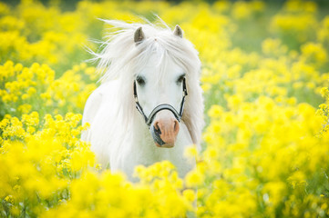 White shetland pony on the field with yellow flowers