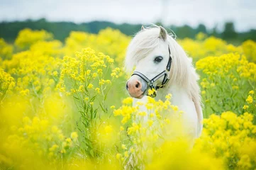 Abwaschbare Fototapete Gelb Weißes Shetland-Pony auf dem Feld mit gelben Blumen