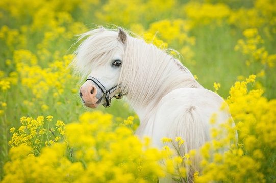 Fototapeta Portrait of white shetland pony looking back