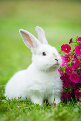 Little dwarf rabbit sitting near flowers