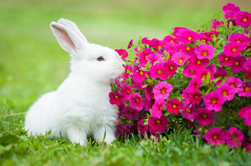 Little dwarf rabbit sitting near flowers