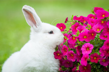 Little dwarf rabbit sniffing a flower