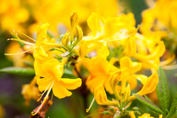 Obraz na płótnie Canvas Rhododendron yellow flowers