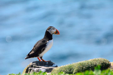 Atlantic puffin, Farne Islands Nature Reserve, England