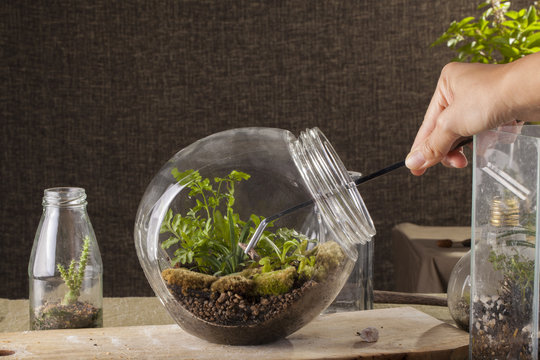 Terrarium, A Hand With A Tweezer Making Of Bottle Terrarium Plant Green House