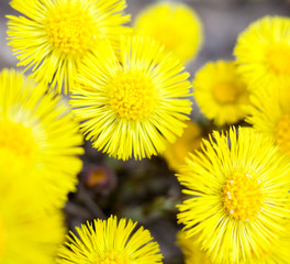 Yellow coltsfoot flowers (Tussilago farfara)
