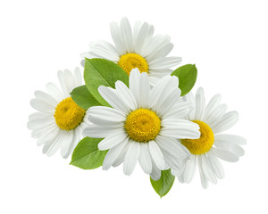Chamomile daisy group leaves isolated on white