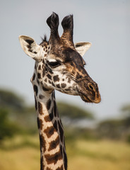 giraffe