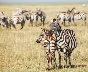 Fototapeta na wymiar zebra and baby
