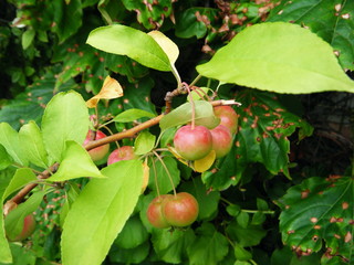 クラブアップル