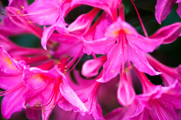 Rhododendron pink flowers